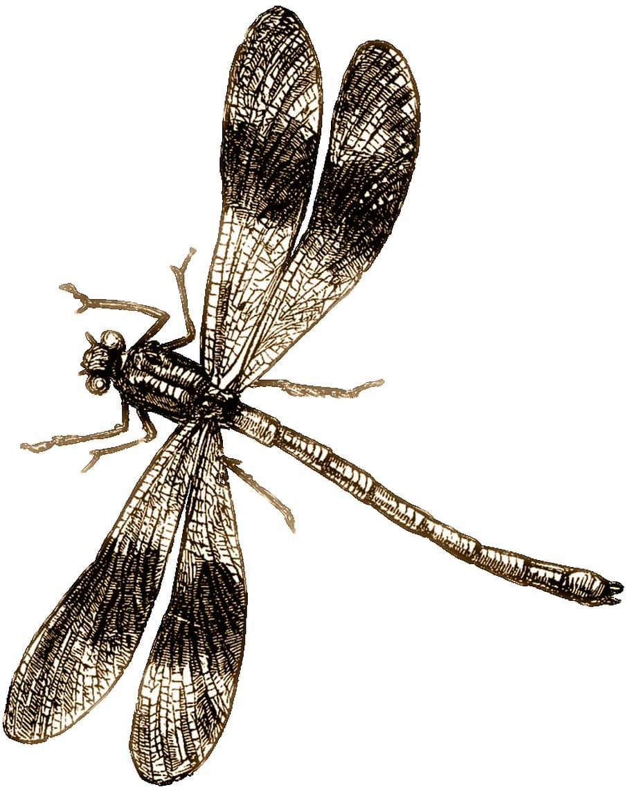 dragon, fly, insect, nature, graphics, studio shot, animal wing HD wallpaper