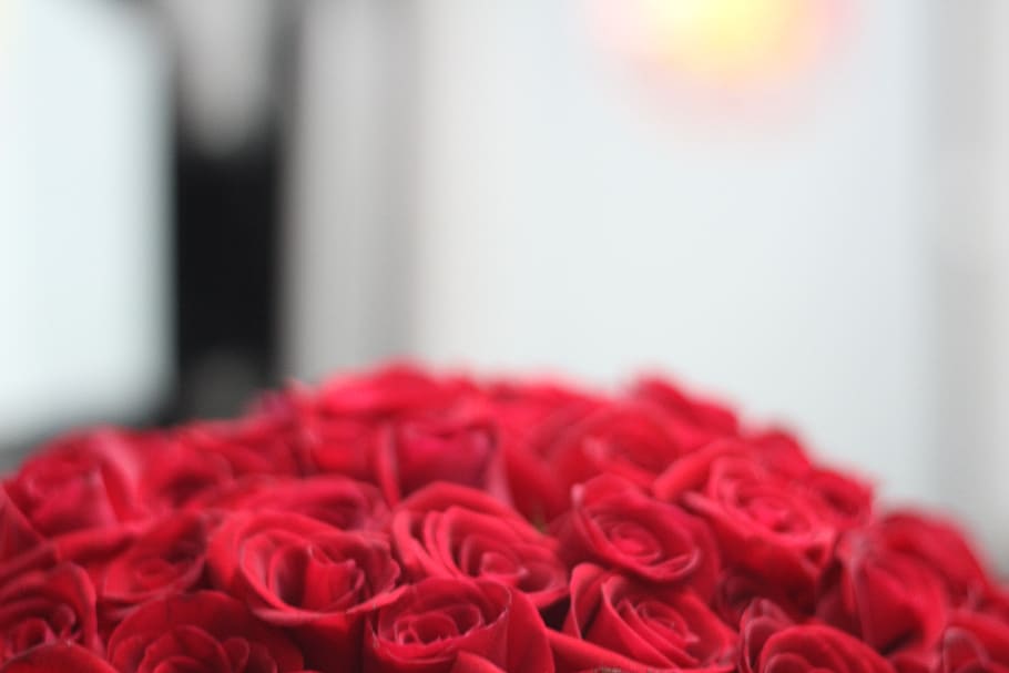 roses, red, nature, close-up, flower, rose - flower, beauty in nature HD wallpaper