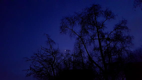 night, trees, moon, blue, sky, dark, halloween, spooky, gloomy HD wallpaper