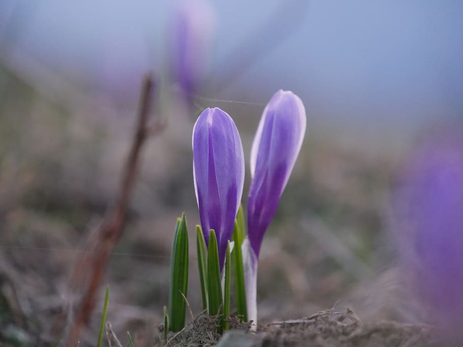 flower, crocus, macro, plant, flowering plant, freshness, growth HD wallpaper