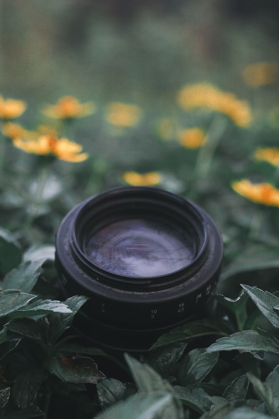 electronics, plant, leaf, flowers, bokeh, leaves, yellow, light HD wallpaper