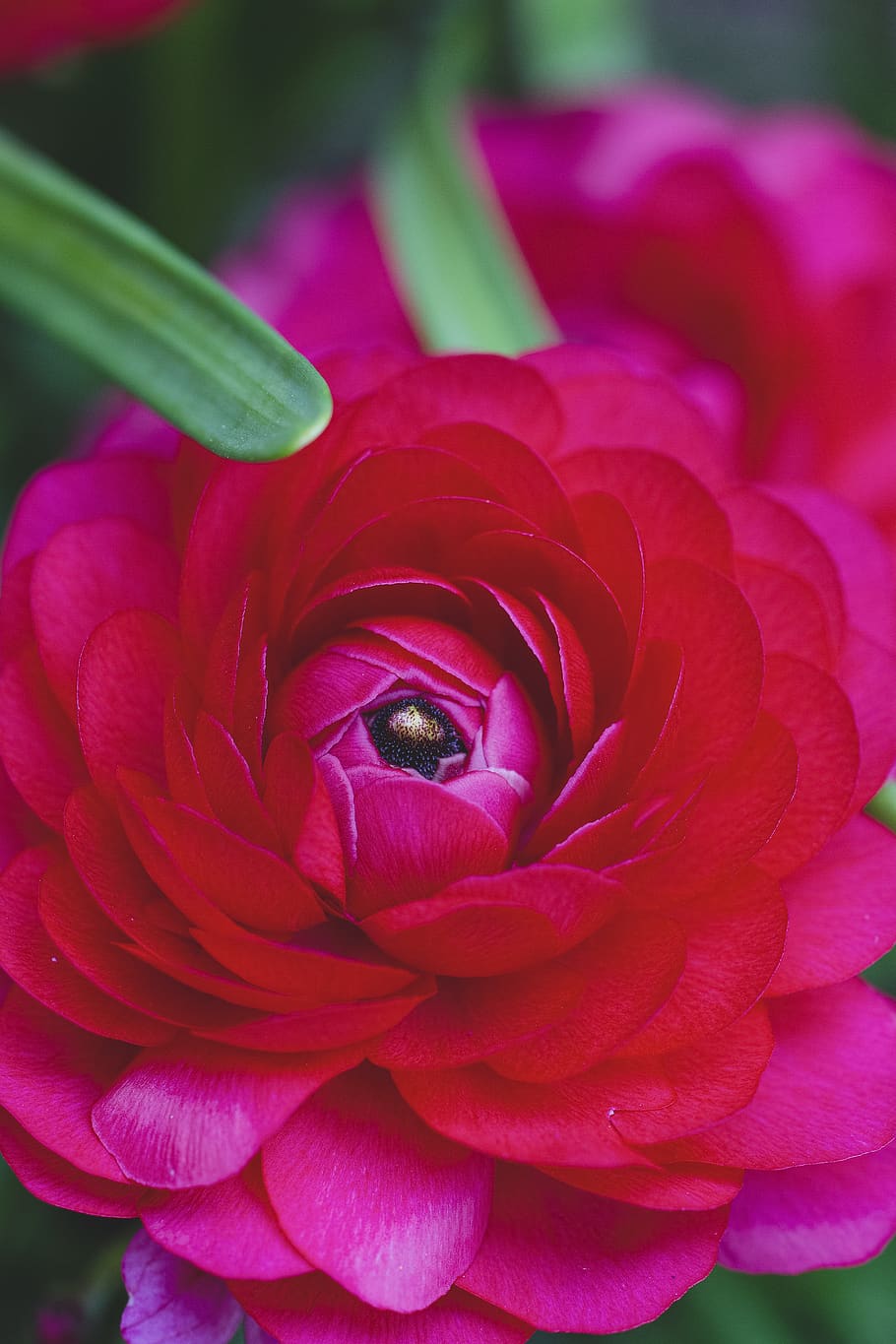 Macro Shot of Red Flower, beautiful, bloom, blooming, blossom HD wallpaper