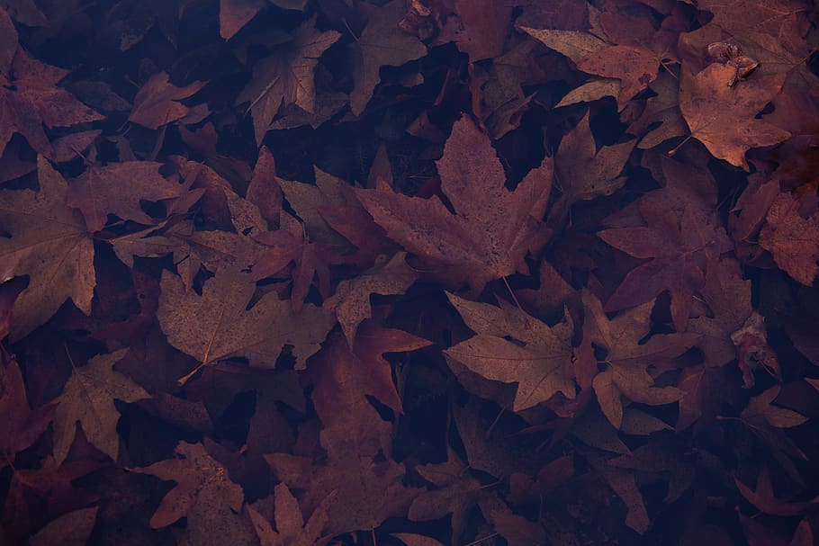 brown maple leaves, leaf, plant part, autumn, change, full frame HD wallpaper