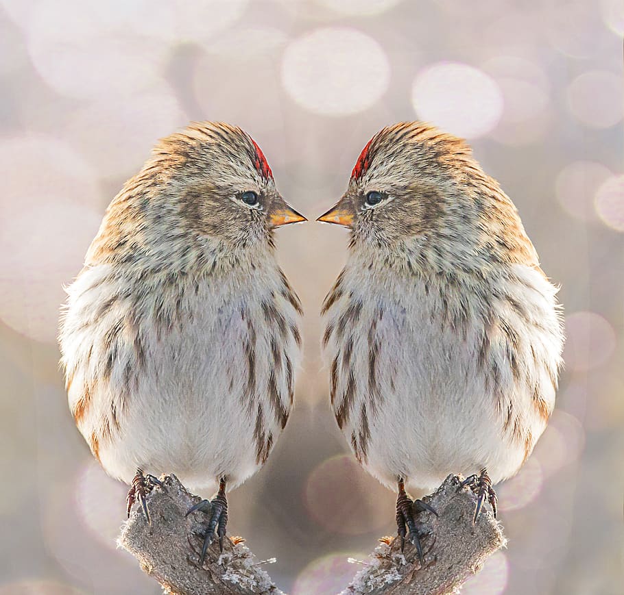 bird, nature, twin, animal wildlife, two animals, vertebrate HD wallpaper