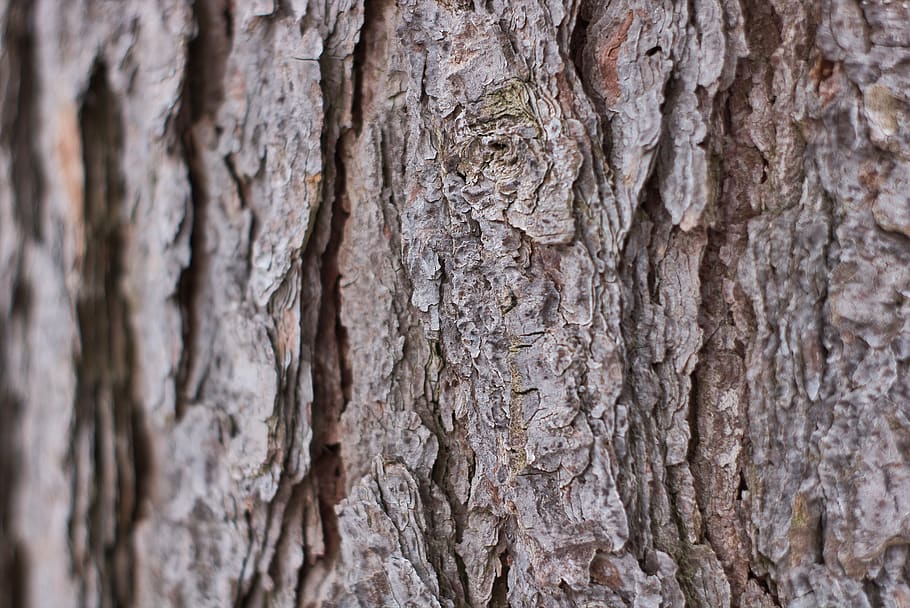 background, log, wood, tree, structure, bark, texture, pattern HD wallpaper