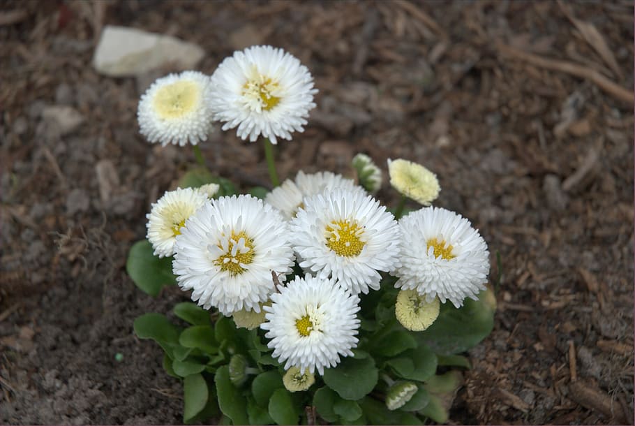 daisy, white, yellow, flower, figure, macro, plant, garden HD wallpaper