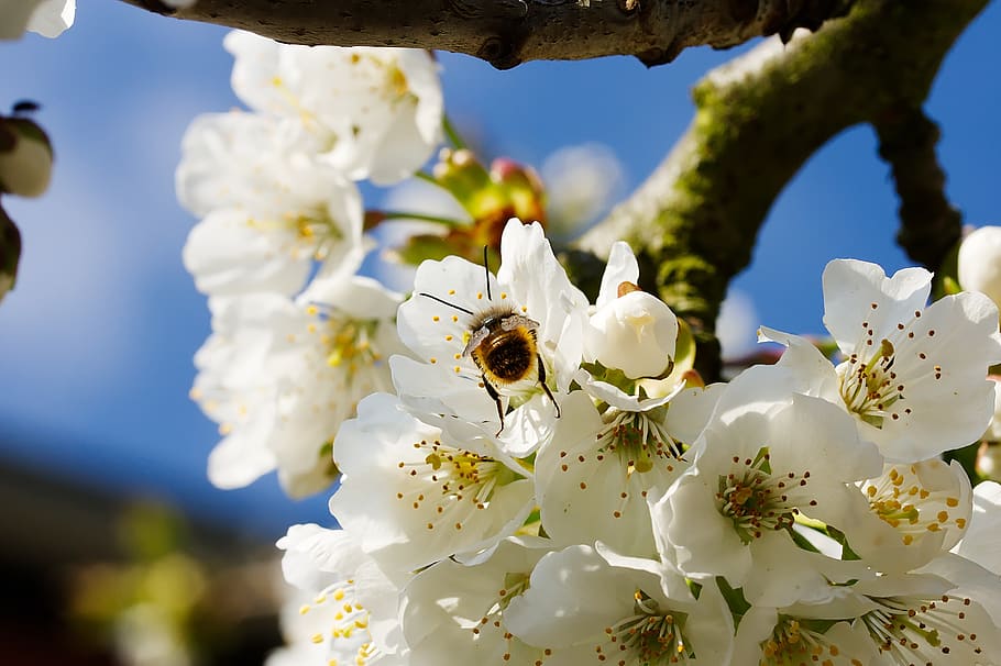 bee, bleed, insect, pollen, nature, spring, garden, animal HD wallpaper