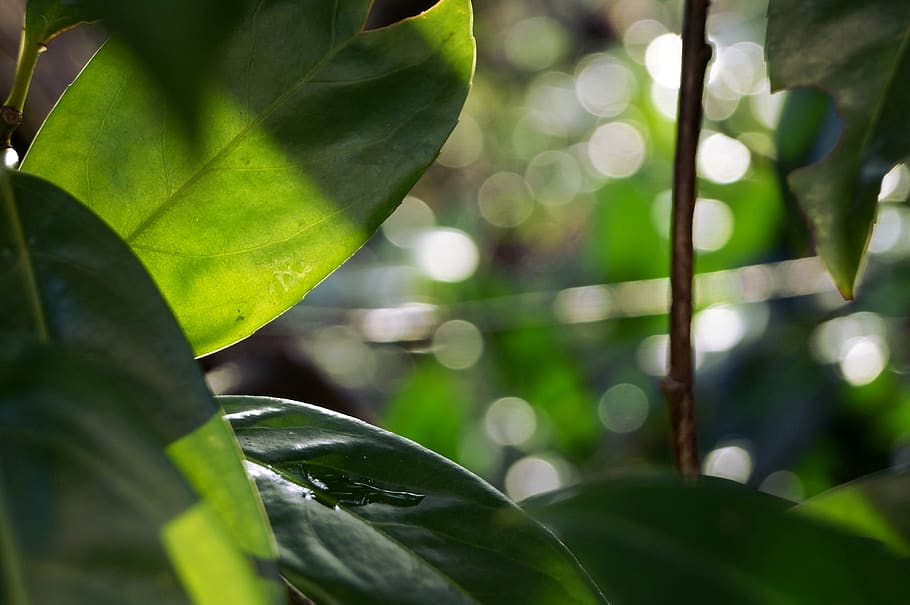 plant part, leaf, close-up, growth, green color, day, nature HD wallpaper