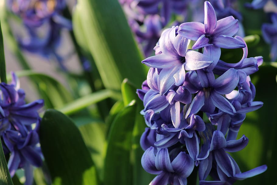 Premium Photo | Blooming hyacinth flowers with drops of water closeup  background Spring wallpaper Ai generated