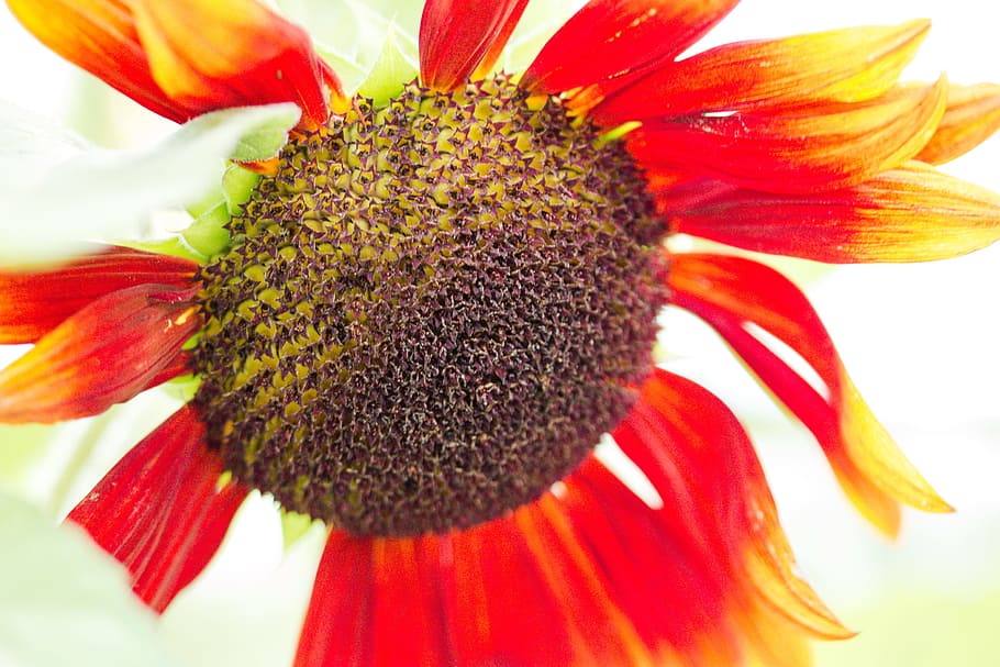 field, sun, sunflower, fresh, nature, fragrance, garden, blooming HD wallpaper