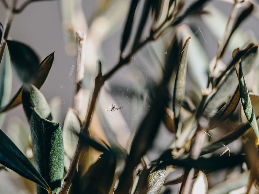 spider and web on plant, close-up, selective focus, no people HD wallpaper