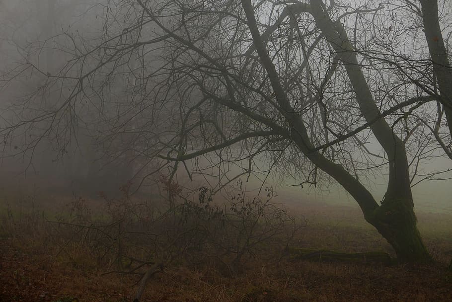 mist, forest, autmn, tree, fog, bare tree, tranquility, land HD wallpaper