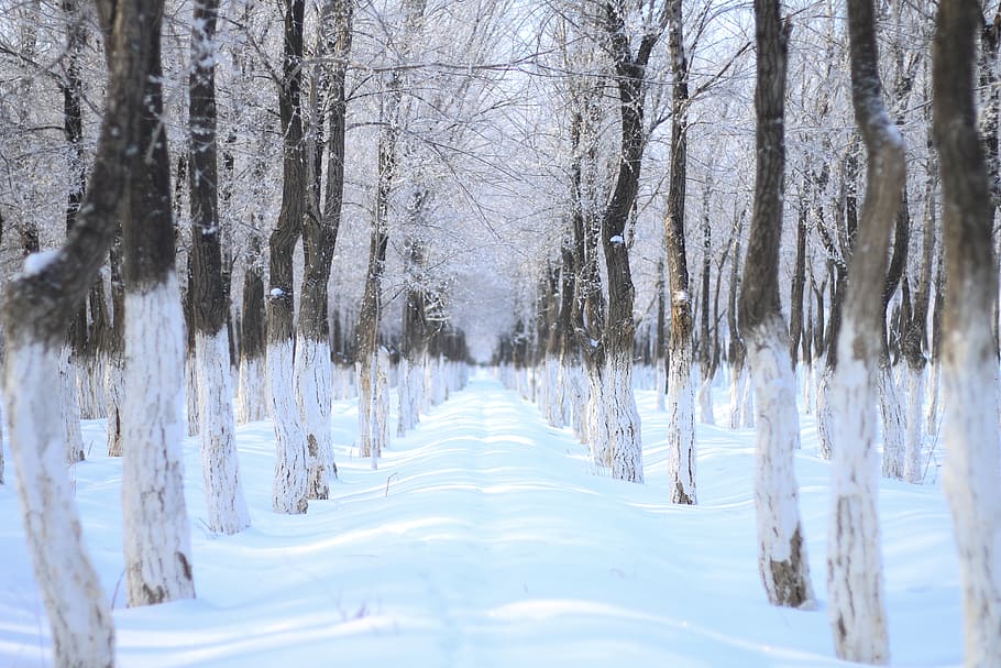 china, karamay, snow, cold temperature, winter, tree, bare tree HD wallpaper