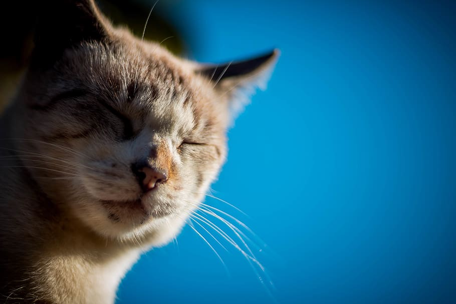 kitty, domestic, one animal, domestic cat, pets, feline, mammal HD wallpaper