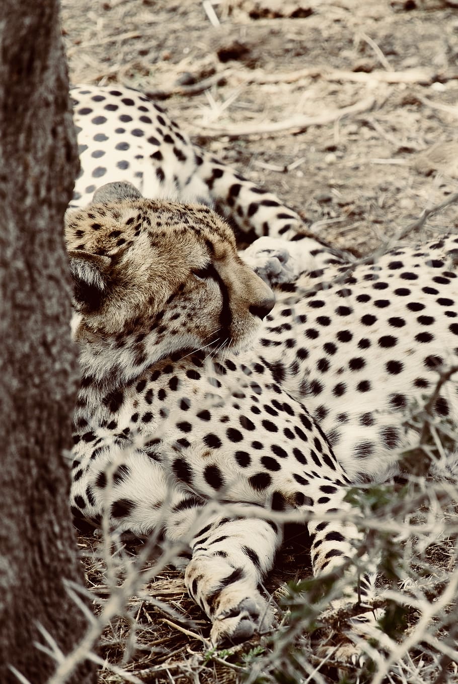 brown cheetah, animal, wildlife, mammal, tanzania, arusha, serengeti national park HD wallpaper