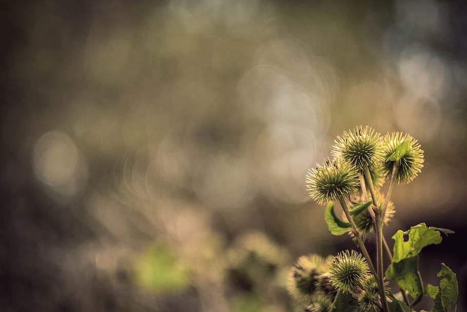 nature, flower, grass, bokeh, forest, plant, growth, freshness HD wallpaper