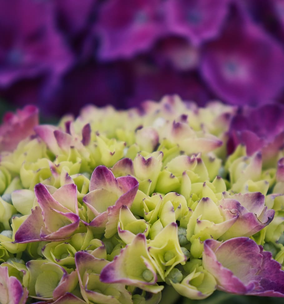 hydrangea, blossom, bloom, purple, nature, violet, flower, freshness HD wallpaper