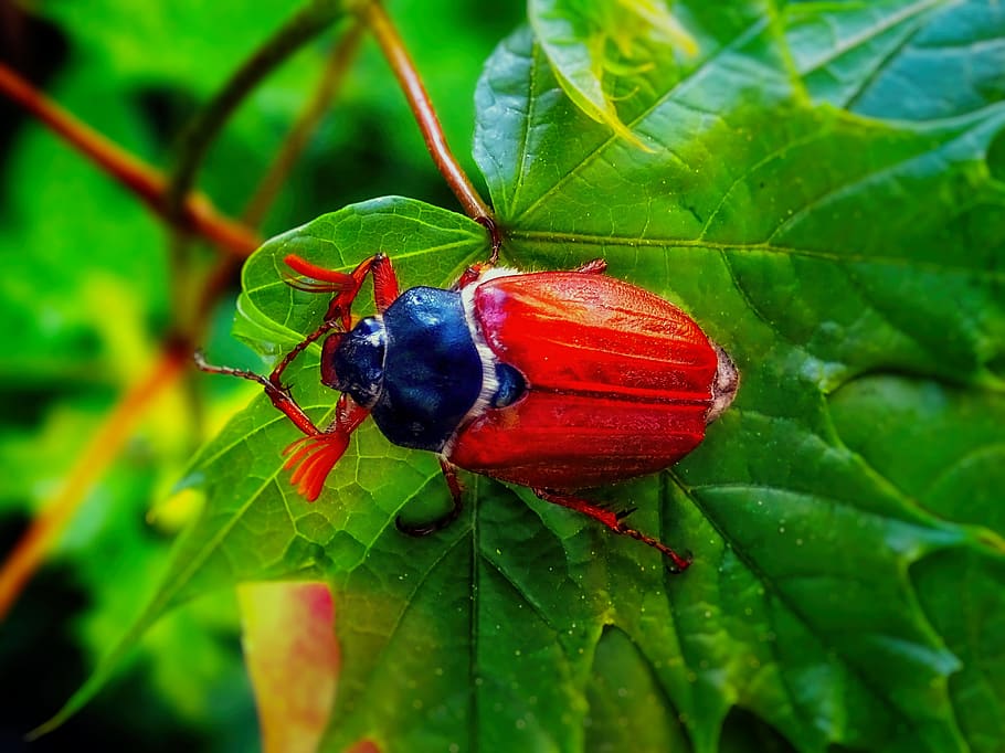 maikäfer, leaf, may, spring, herbivores, flight insect, pest HD wallpaper