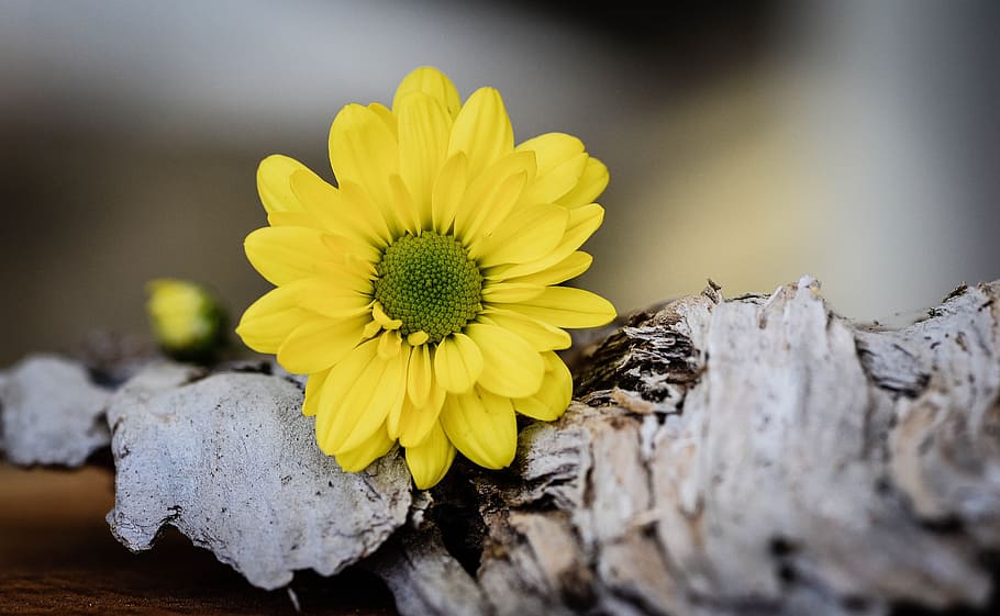 daisy, bloom, blooming, nature, garden, flower, fragrance, yellow HD wallpaper