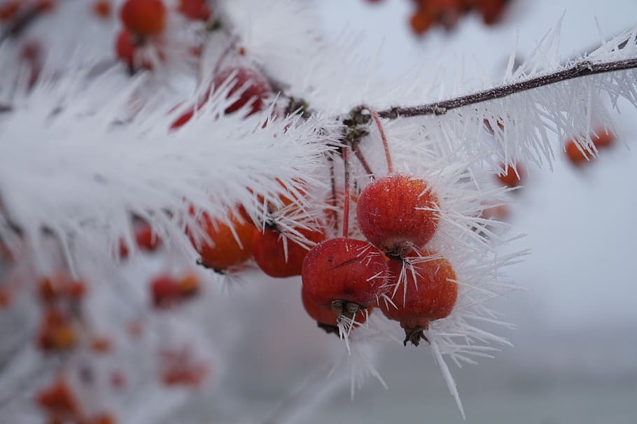 nature, winter, snow, cold, tree, landscape, white, frost, frozen HD wallpaper