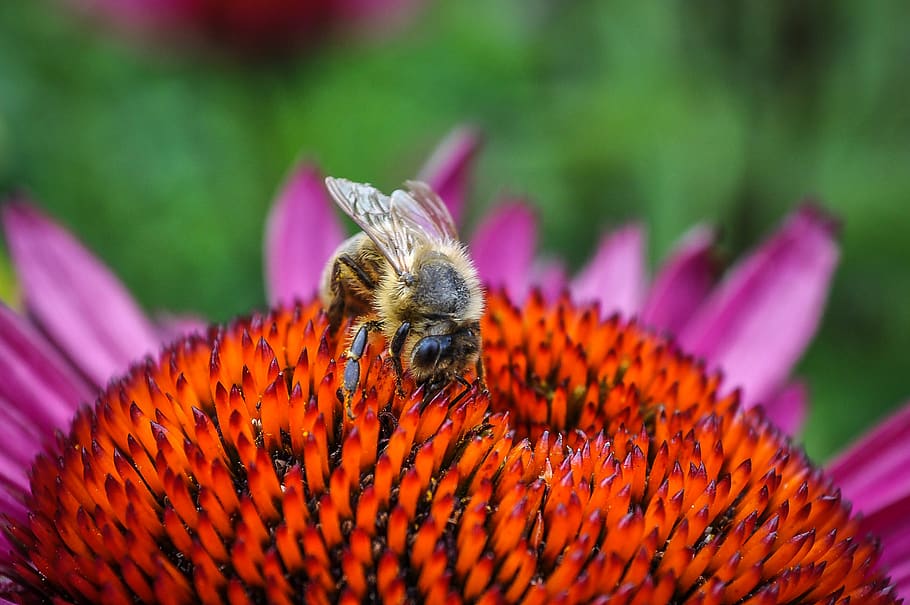 Bee On Flower, bloom, blossom, bumblebee, close-up, coneflower HD wallpaper