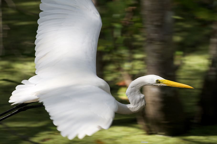 white long-beaked bird flying over tree, animal, houma, united states, HD wallpaper