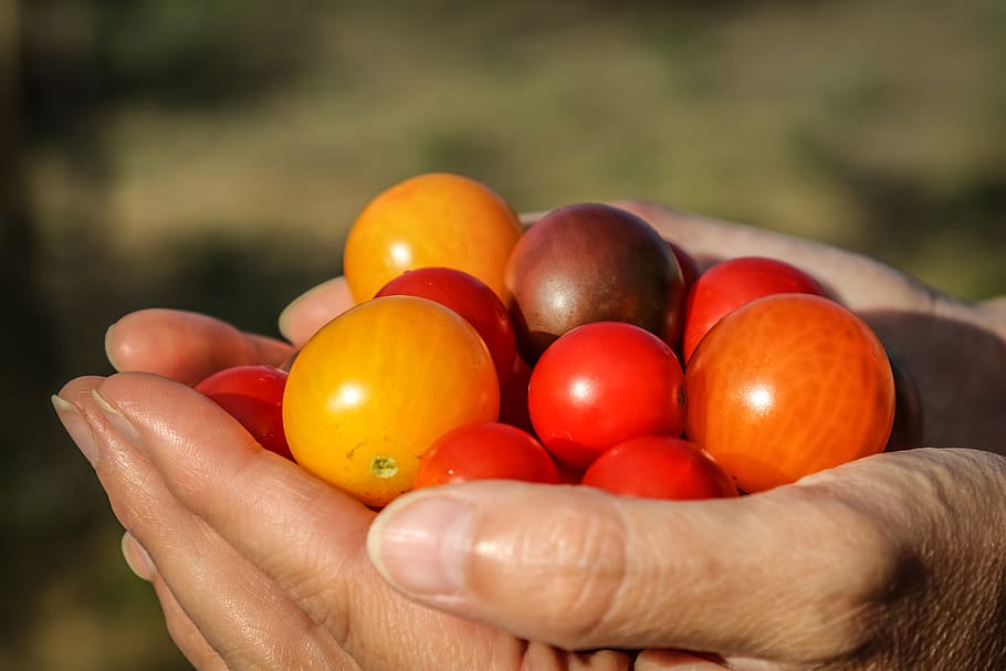 tomato, gift, give, human hand, human body part, holding, one person HD wallpaper
