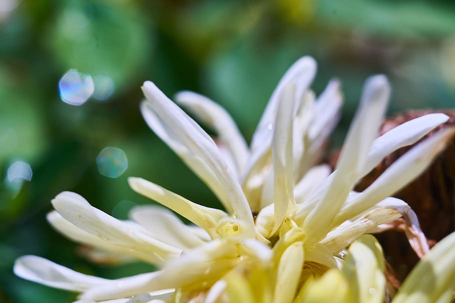 flower, plant, nature, spring, garden, blooming, summer, macro HD wallpaper