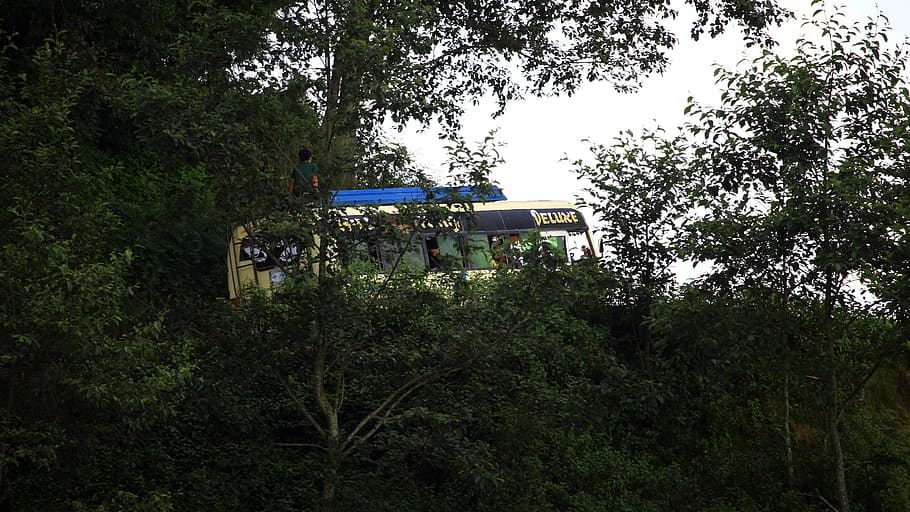 nepal, kathmandu, plant, tree, mode of transportation, growth HD wallpaper