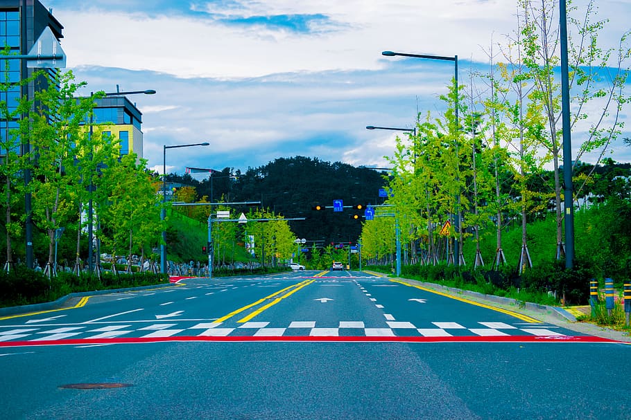 road, traffic light, car, tree, korea, plant, transportation HD wallpaper