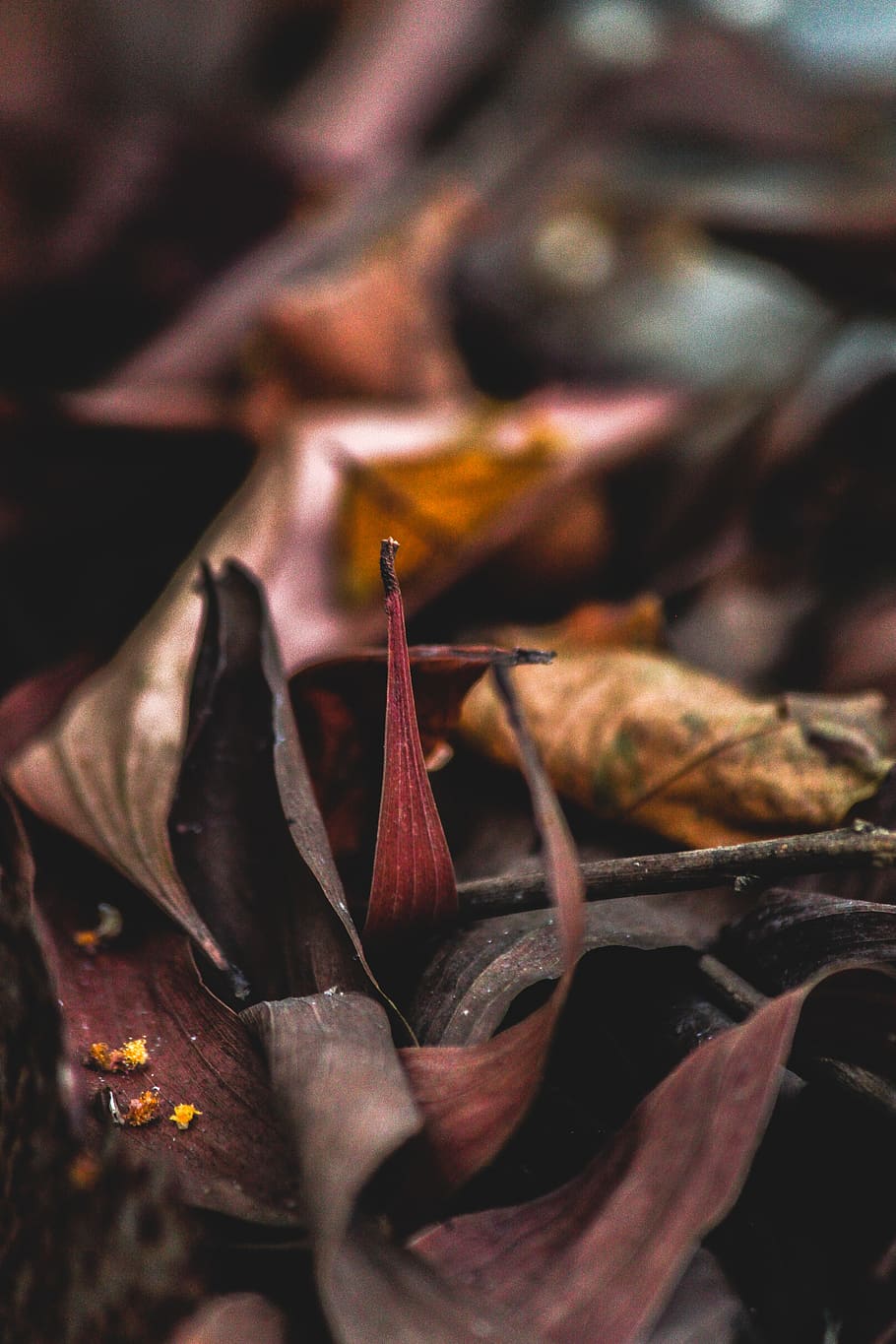 Brown Leaf Photo, blur, close-up, dark, dry, foliage, macro, selective focus HD wallpaper