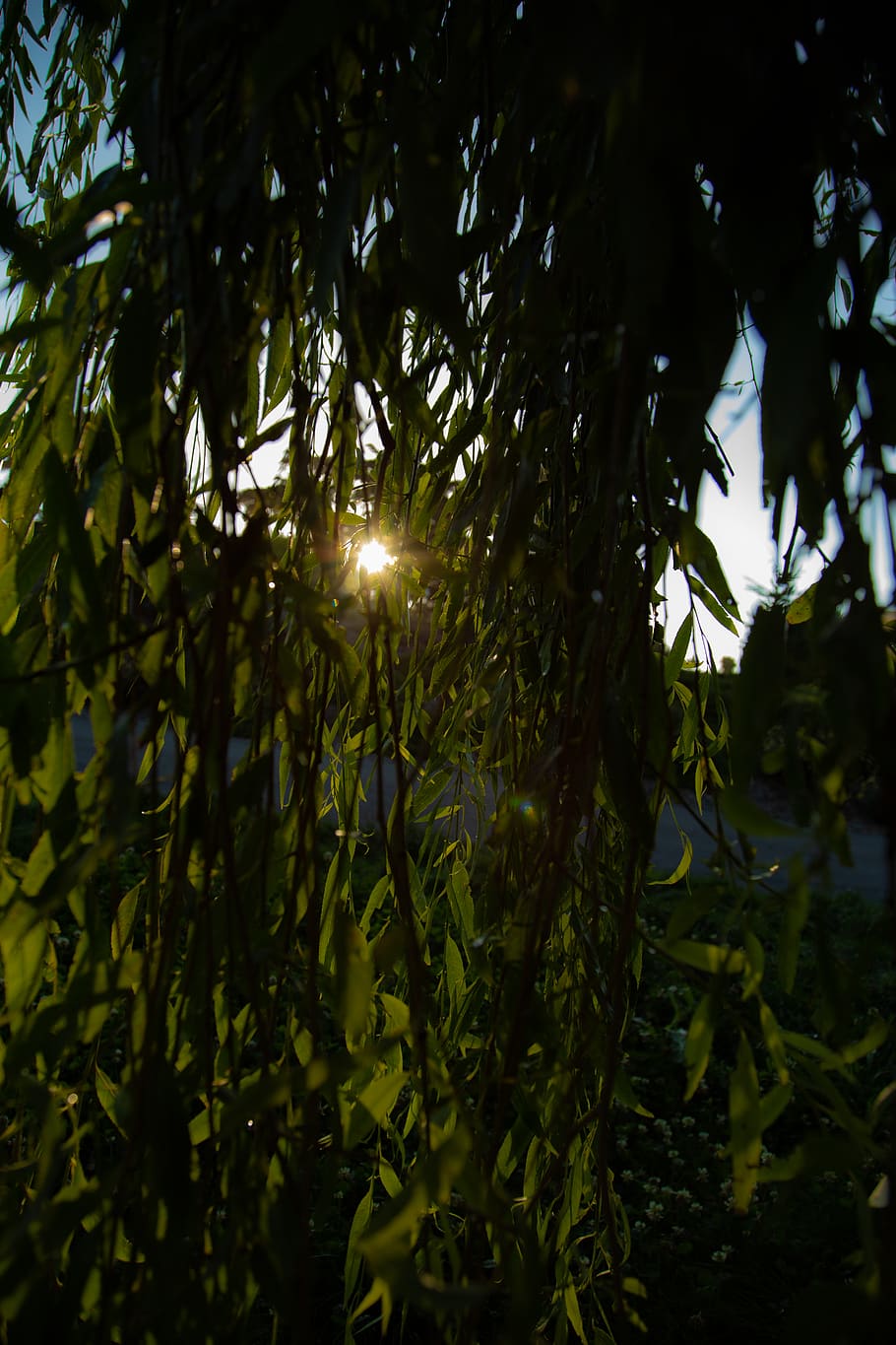 Sun filtering through the leaves of a willow tree