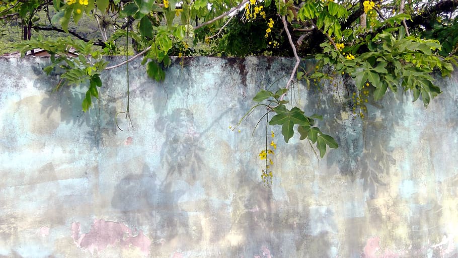 detail, wall, plant, growth, nature, no people, beauty in nature HD wallpaper