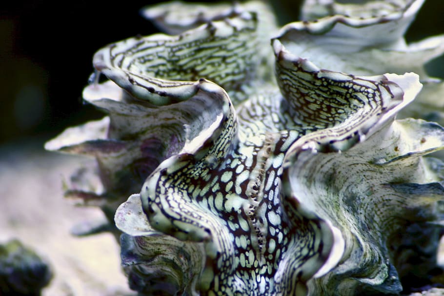 clam, pattern, nature, white, black, alive, aquairum, saltwater HD wallpaper