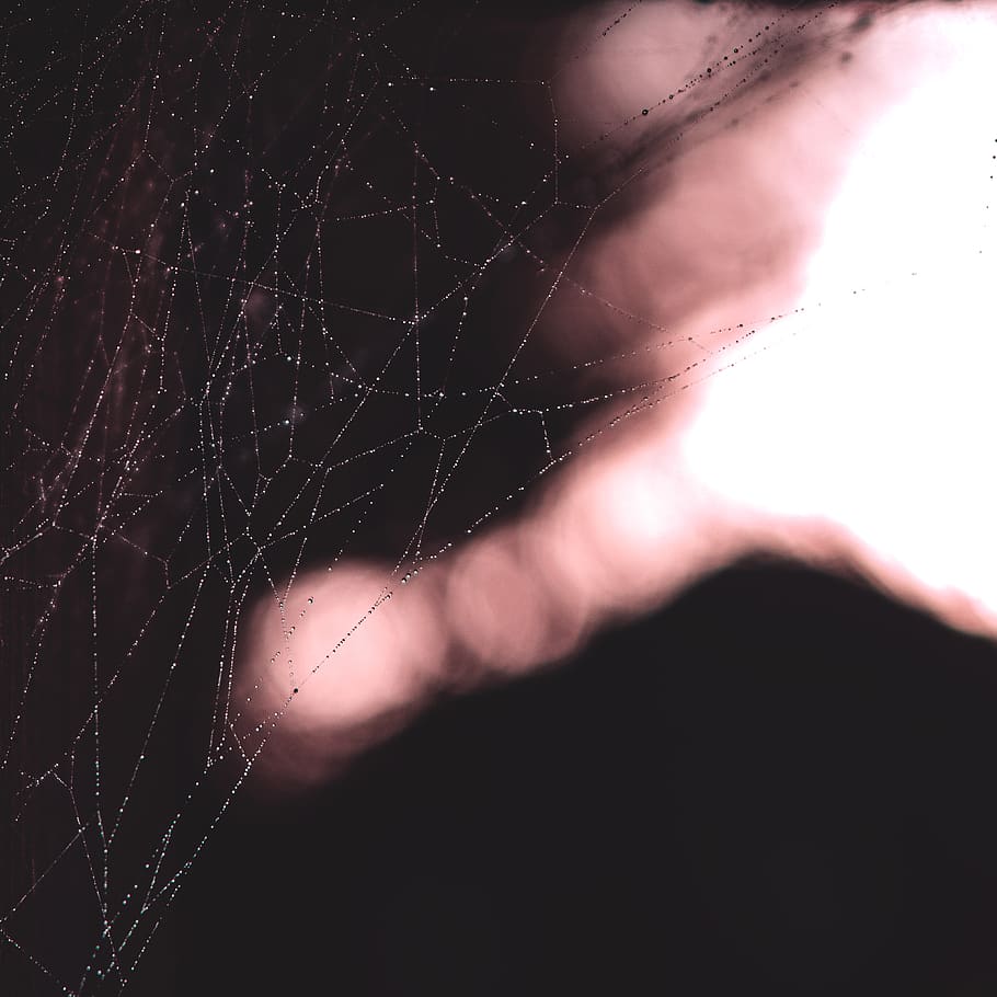 web, spider, winter, morning, warm, December, spider web, focus HD wallpaper