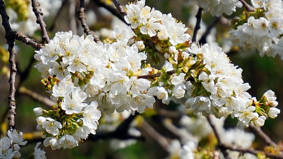 cherry tree, blossom, bloom, cherry blossom, spring, petals HD wallpaper