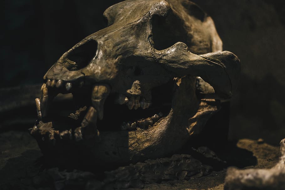 skull, museum, bones, old, vintage, antique, archaeology, no people HD wallpaper