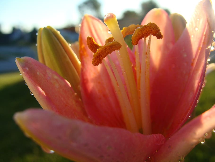 spring, flowers, drops, lily, bud, water, pink, yellow, outdoor HD wallpaper