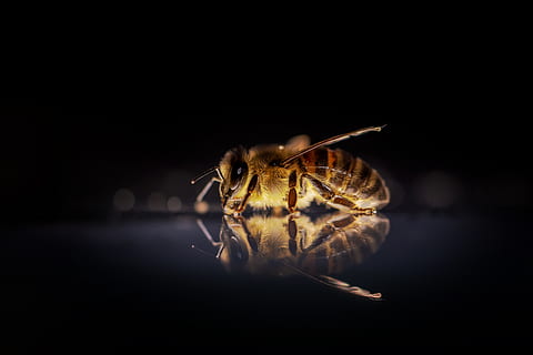 honey bee, bees, insect, nature, macro, animal, beekeeping HD wallpaper