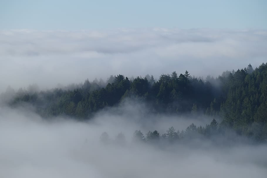 fogs over the green trees, weather, nature, mount tamalpais, united states HD wallpaper