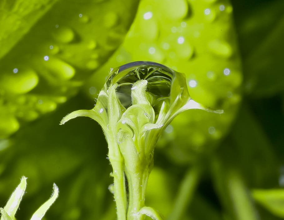 dropo, flower, rain, dew, green, spring, reflexes, nature, awards HD wallpaper