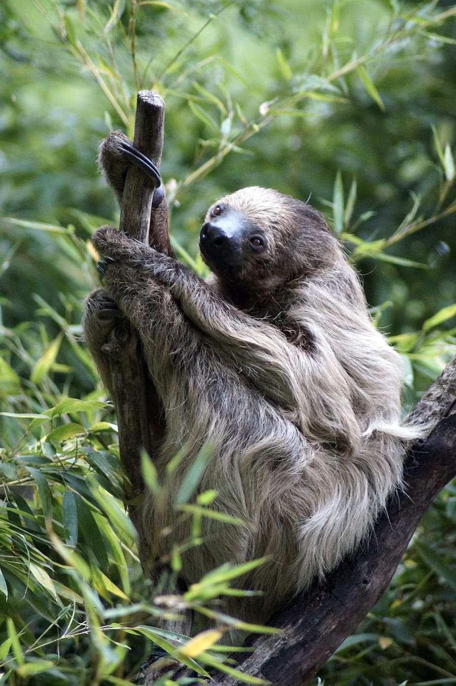 sloth, tree, animal, rest, depend, relaxed, primate, mammal, HD wallpaper