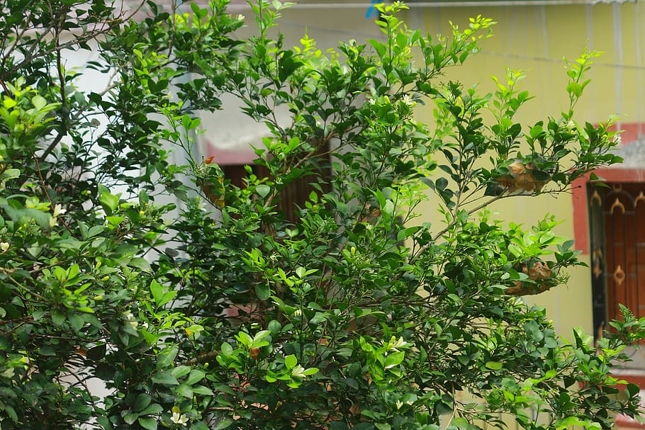 trees, forests, wallpapers, nature, natural, greenery, india HD wallpaper