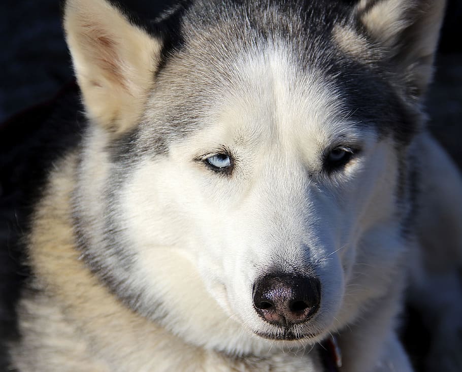 dog, husky, one animal, animal themes, mammal, canine, close-up HD wallpaper