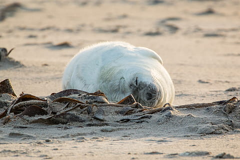 robbe, grey seal, helgoland, dune, sand, beach, nature, animal HD wallpaper