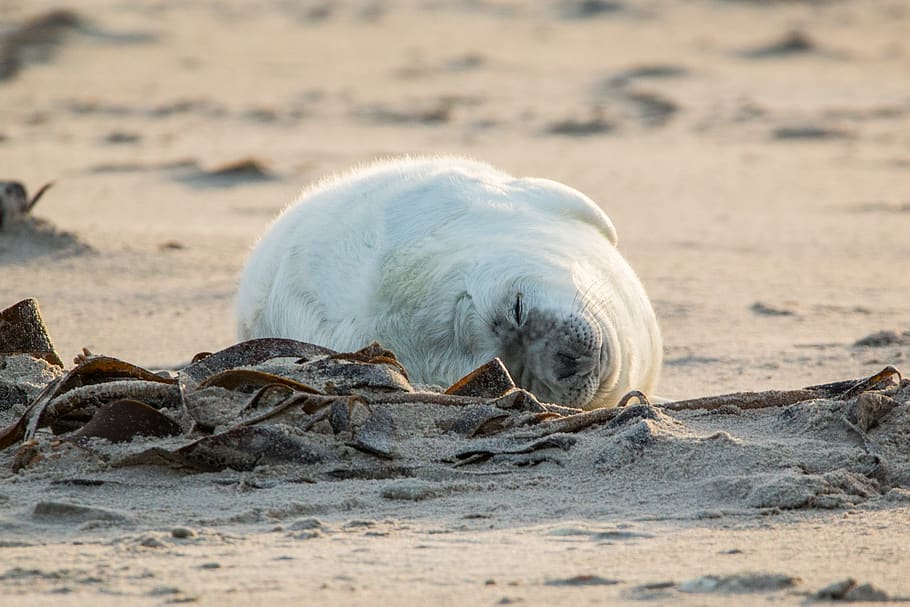 robbe, grey seal, helgoland, dune, sand, beach, nature, animal HD wallpaper