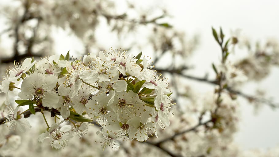 spring, blossom, tree, cherry, flowering plant, fragility, beauty in nature HD wallpaper