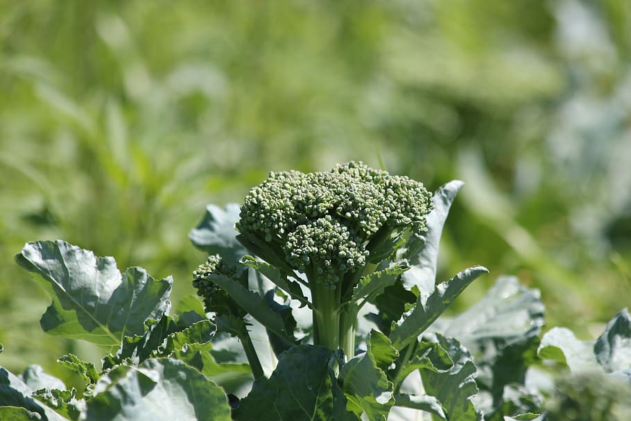 cabbage, cauliflower, green, vegetable, nutrition, healthy HD wallpaper