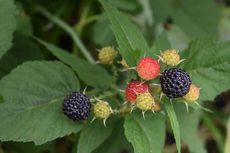 berry, hybrid, blackberry, raspberry, healthy, nutrition, vitamins HD wallpaper