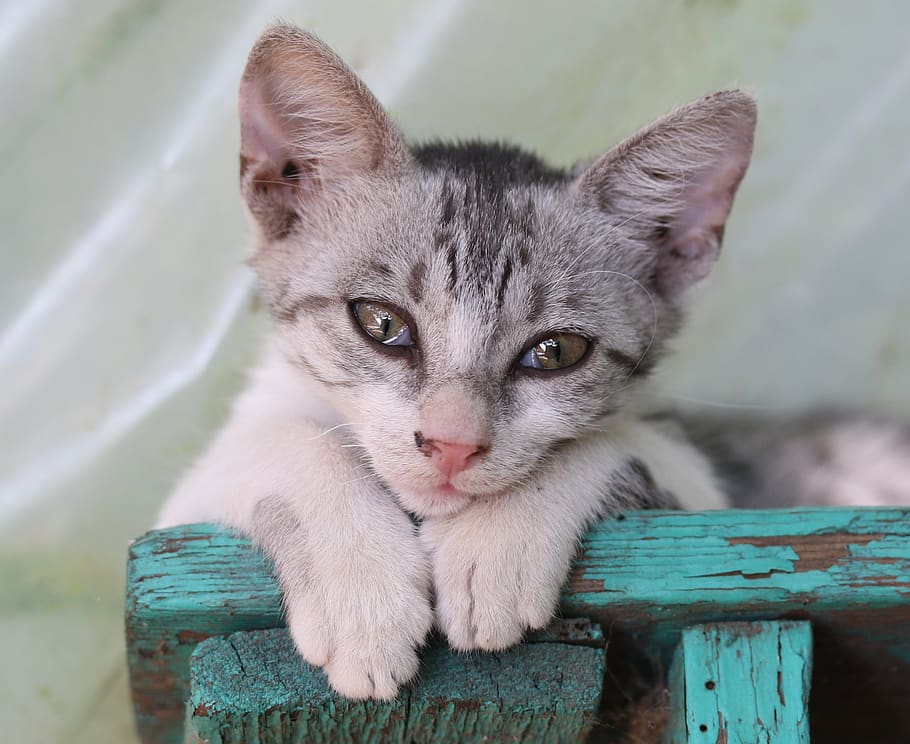 cat, pet, small, portrait, rest, cute, domestic, mammal, domestic animals HD wallpaper